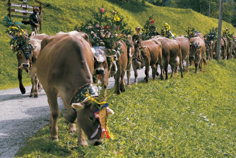 Alpine cattle drive in Vorarlberg with decorated cows © vorarlberg-tourismus