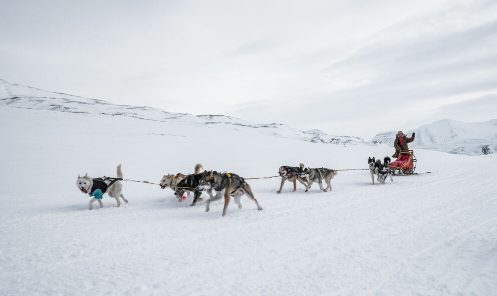 Hundeschlitten zieht Fahrer durch verschneite, weite Winterlandschaft.