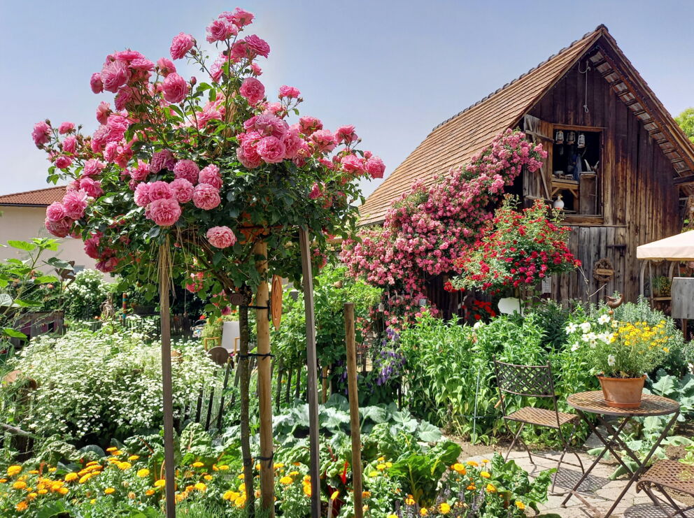 Üppiger Garten mit blühenden Rosen und rustikalem Holzhaus bei sonnigem Wetter.