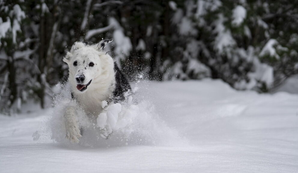 Dog happily runs through deep powder snow in front of snow-covered trees in Vorarlberg ©Pixabay by Yodyodyo