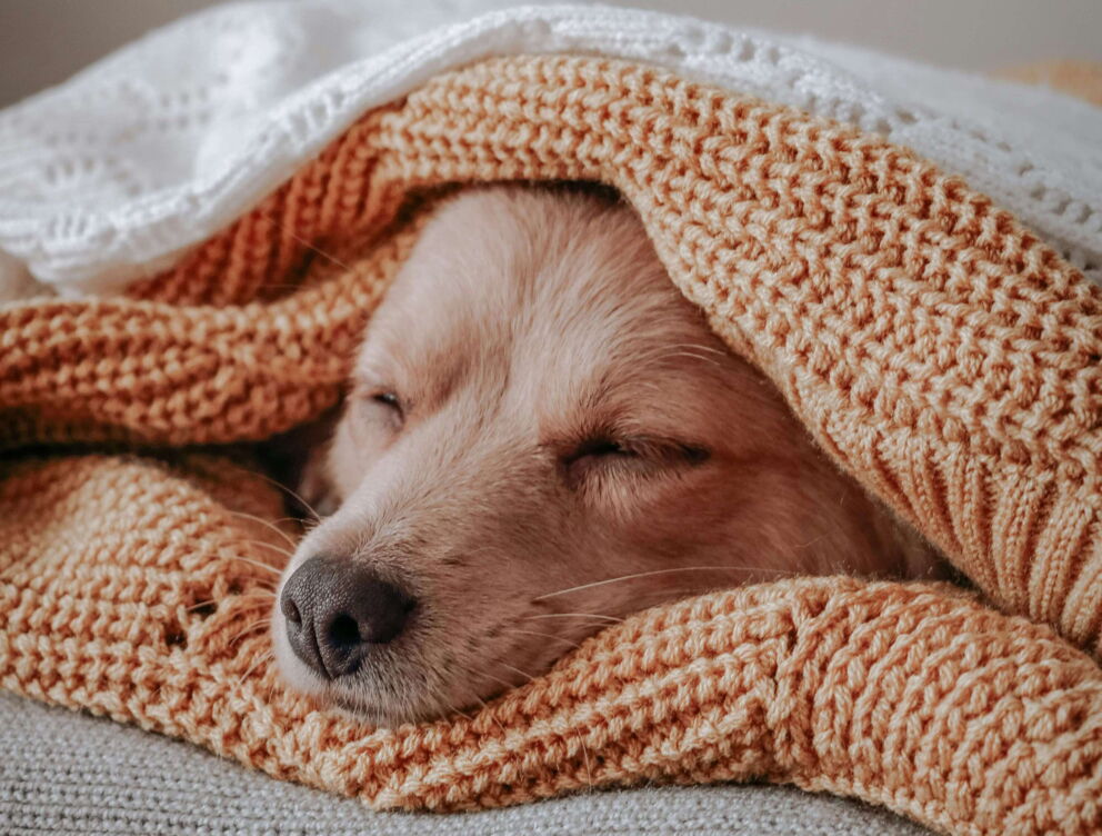 Dog sleeps comfortably under knitted blankets in warm tones.