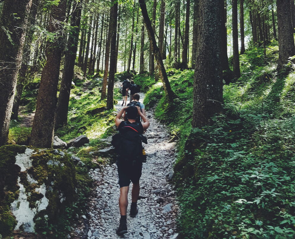 Hikers on a forest path, surrounded by tall trees and green foliage.