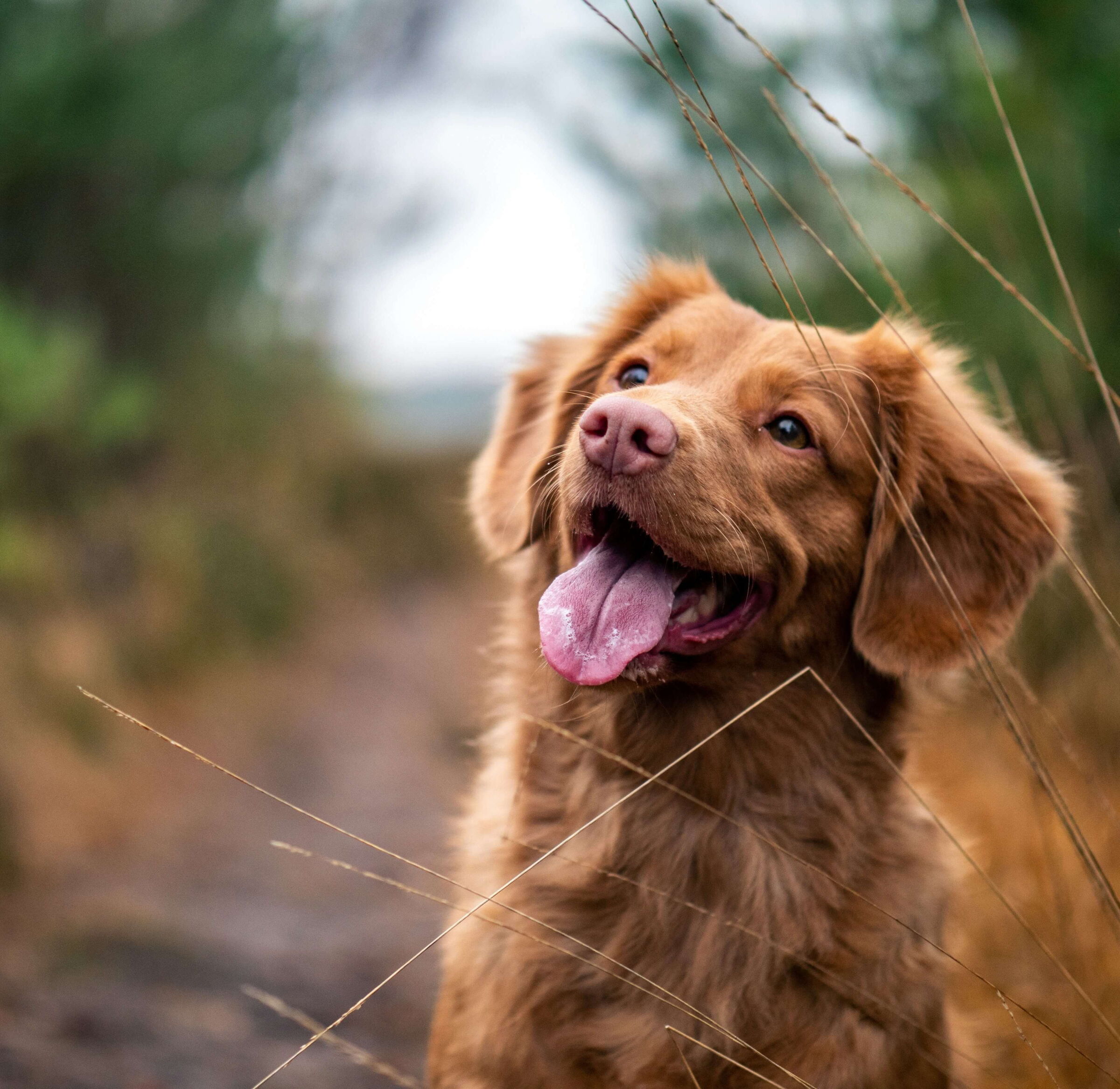 Cheerful brown dog with open mouth in nature, surrounded by grass.