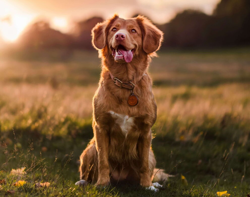 Dog sitting on a meadow at sunset, looking upwards.