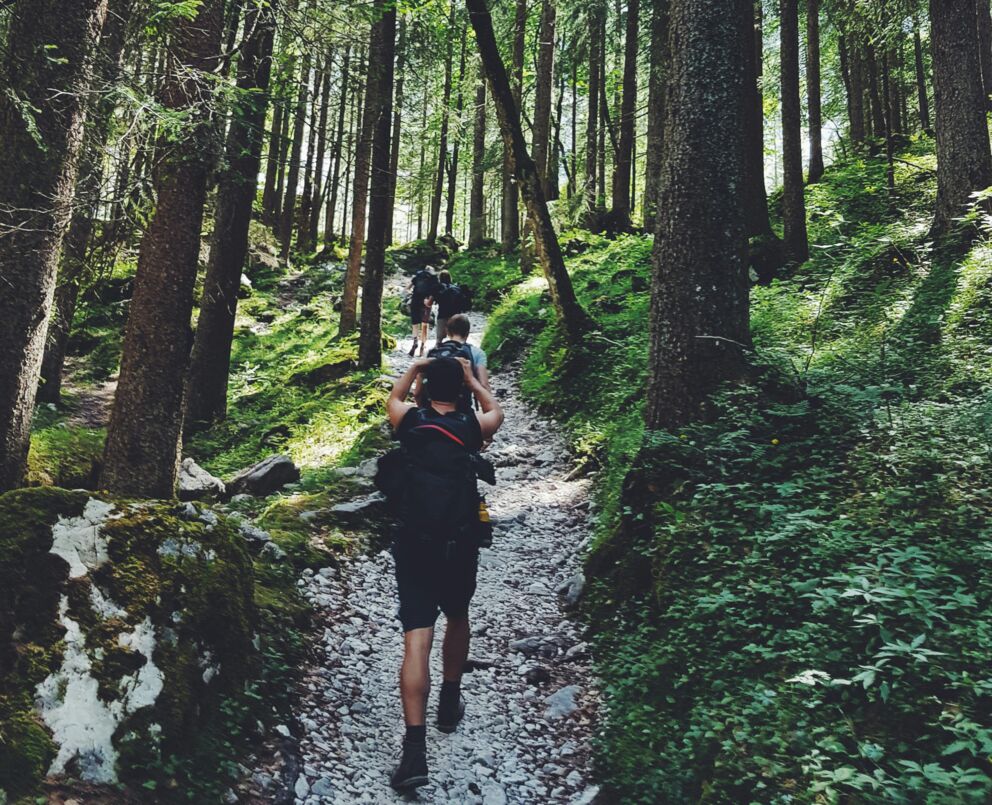 Hikers on a forest path, surrounded by tall trees and green foliage.