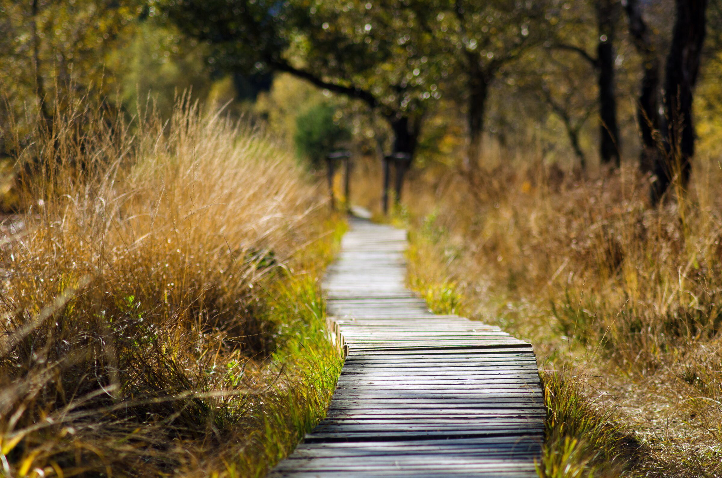 Wooden walkway leads through an autumnal landscape with golden grass and trees.