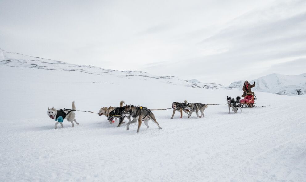 Hundeschlitten zieht Fahrer durch verschneite, weite Winterlandschaft.